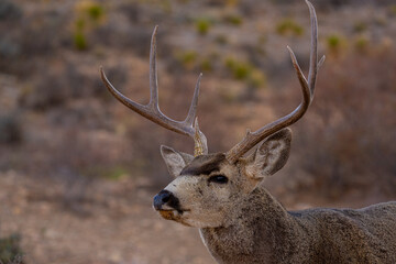 Venado Bura en el desierto de Chihuahua, Mule deer in Mexico´s desert.