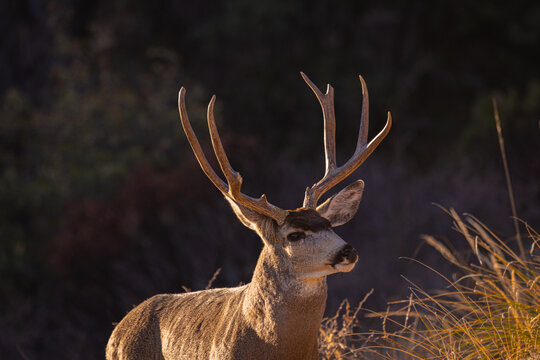 Venado Bura en el desierto de Chihuahua, Mule deer in Mexico&acute;s desert.