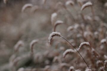 neve in campagna su un fiore