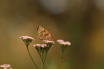 una farfalla melitaea al tramonto