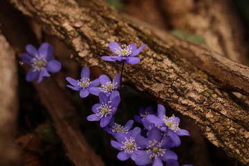 fiori di anemone hepatica nel bosco