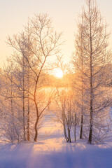 sunrise with winter trees and hoarfrost