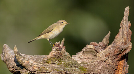 Common chiffchaff -  in autumn at a wet forest 