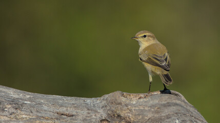 Common chiffchaff -  in autumn at a wet forest 