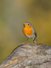 The European robin - at the wet forest in autumn