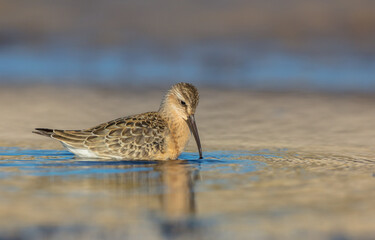 The curlew sandpiper - young bird at a seashore on the autumn migration way