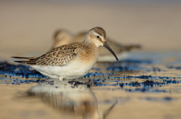 The curlew sandpiper - young bird at a seashore on the autumn migration way