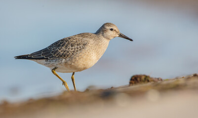 Red Knot - on the autumn migration way at a seashore