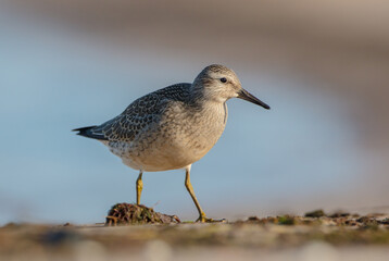 Red Knot - on the autumn migration way at a seashore