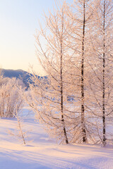 sunrise with winter trees and hoarfrost