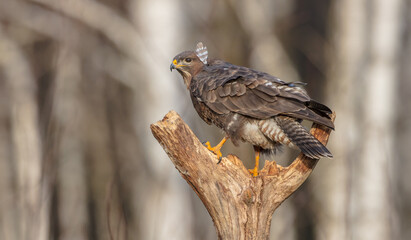 Common Buzzard in winter at a wet forest