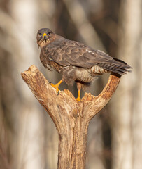 Common Buzzard in winter at a wet forest