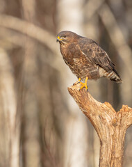 Common Buzzard in winter at a wet forest