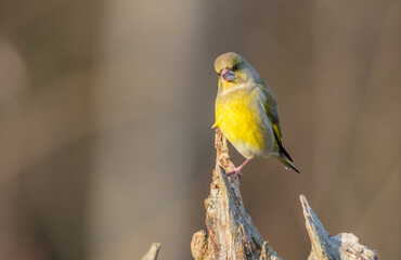 European Greenfinch   in winter at a wetland