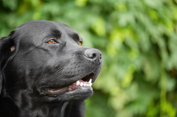 A black Labrador Retriever dog on a green background.