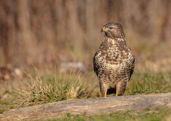 Common Buzzard in winter at a wet forest