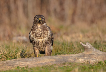 Common Buzzard in winter at a wet forest