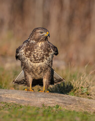 Common Buzzard in winter at a wet forest