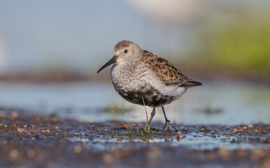 Dunlin - adult bird at a wetland on the spring migration 