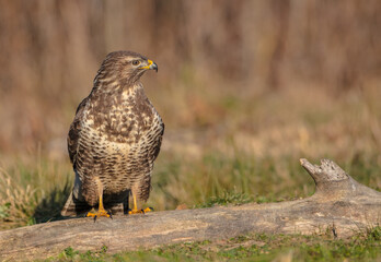 Common Buzzard in winter at a wet forest