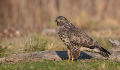 Common Buzzard in winter at a wet forest