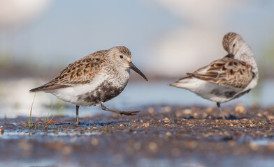 Dunlin - adult bird at a wetland on the spring migration 