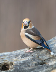 The hawfinch - male in autumn at a wet forest