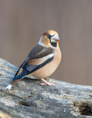 The hawfinch - male in autumn at a wet forest
