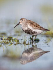 Dunlin - adult bird at a wetland on the spring migration 
