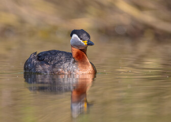 Red-necked grebe at the small lake in spring