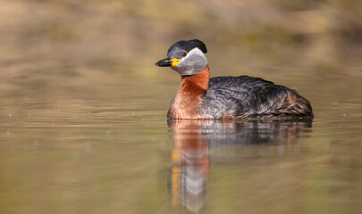 Red-necked grebe at the small lake in spring