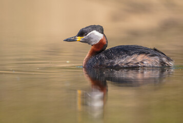 Red-necked grebe at the small lake in spring