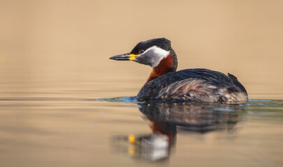 Red-necked grebe at the small lake in spring