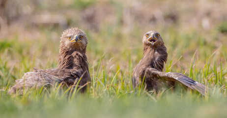 Lesser spotted eagle - pair of birds in spring