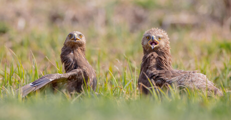 Lesser spotted eagle - pair of birds in spring