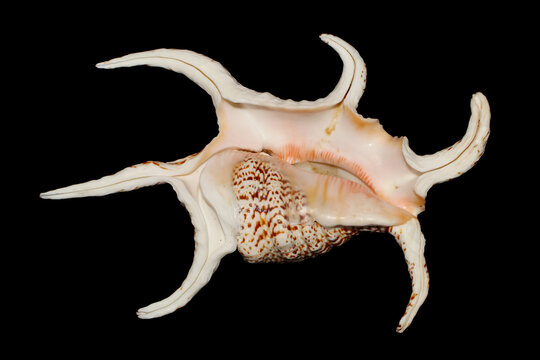 Chiragra Spider Conch (Harpago chiragra) bottom view on dark background, large sea snail family Strombidae.