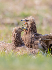 Lesser spotted eagle - pair of birds in spring