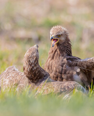 Lesser spotted eagle - pair of birds in spring