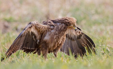 Lesser spotted eagle - pair of birds in spring