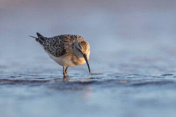 The curlew sandpiper - young bird at a seashore on the autumn migration way