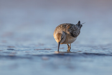The curlew sandpiper - young bird at a seashore on the autumn migration way