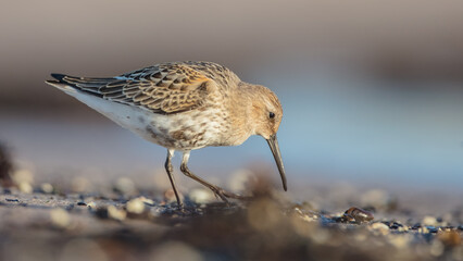 Dunlin - at a seashore on the autumn migration way