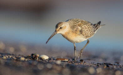 The curlew sandpiper - young bird at a seashore on the autumn migration way