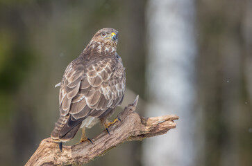 Common Buzzard in winter at a wet forest