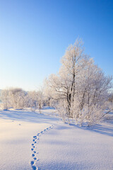 Obraz premium trees with hoarfrost and blue sky