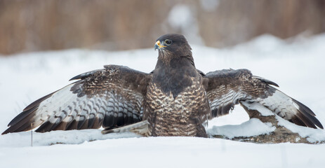 Common Buzzard in winter at a wet forest