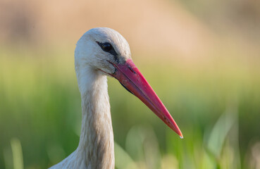 The white stork - at a wet fields in spring
