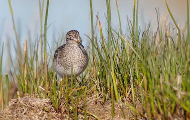 Wood Sandpiper  - in spring on the migration way at wetland