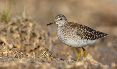 Wood Sandpiper  - in spring on the migration way at wetland