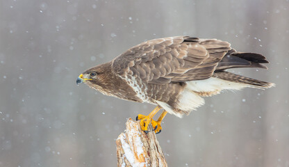 Common Buzzard in winter at a wet forest